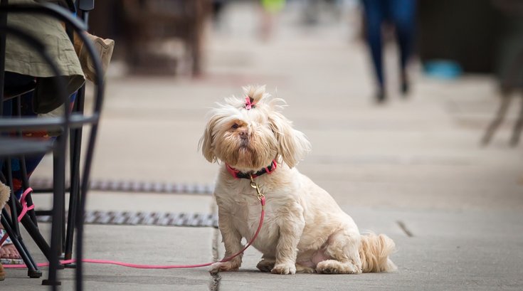 Carroll - A dog on Passyunk Avenue in South Philadelphia