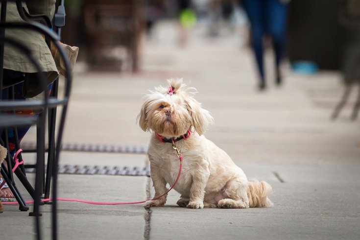 Carroll - A dog on Passyunk Avenue in South Philadelphia