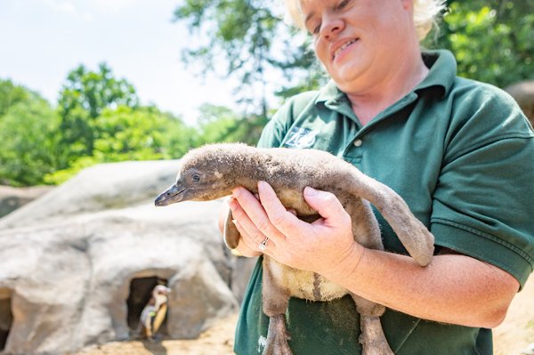 Carroll - Baby Penguins at Philadelphia Zoo