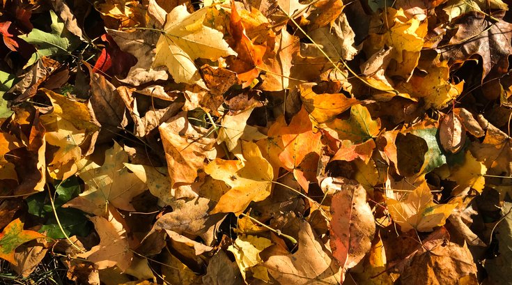 Stock_Carroll - Autumn Leaves