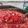 Carroll - NJ Cranberry Harvest