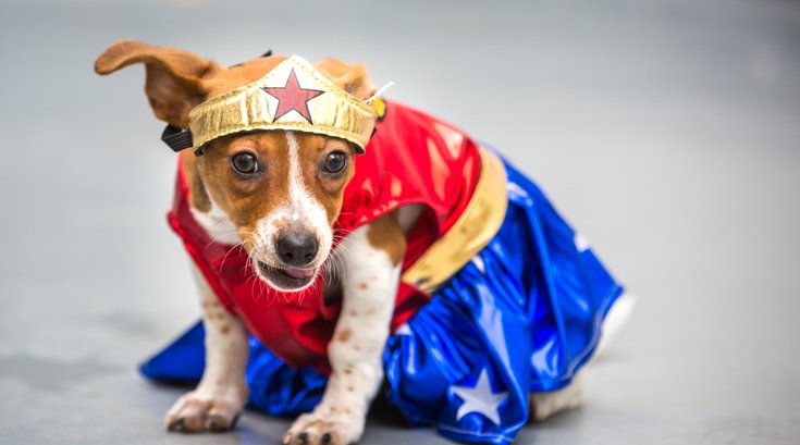 Carroll - Dogs in Halloween Costumes
