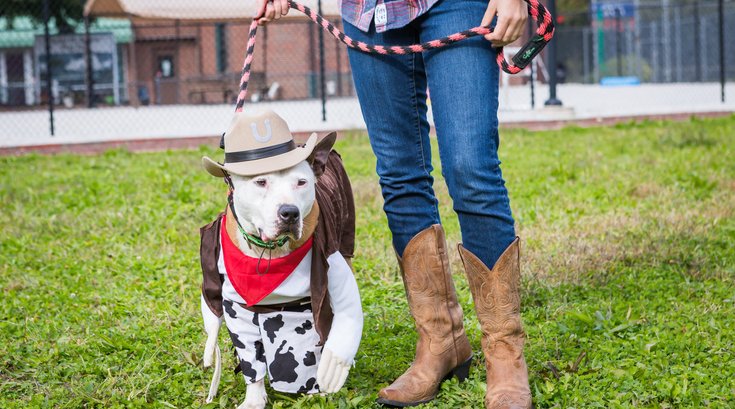 Carroll - PSPCA dogs in costumes