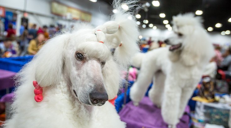 Carroll - 2017 National Dog Show in Oaks, PA