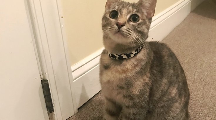 Pet of the Week: Chelsea