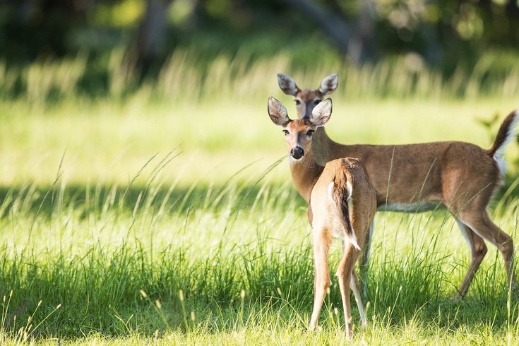 Two free-roaming deer in South Jersey have tested positive for COVID-19 in  Atlantic and Cumberland counties | PhillyVoice