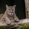 Cougars Pennsylvania