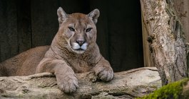 Cougars Pennsylvania