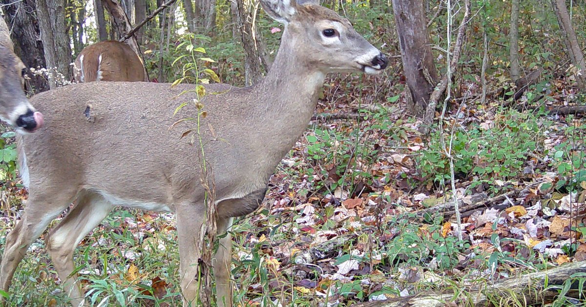 Possibility of wildlife-to-human crossover heightens concern about chronic wasting disease - Vimarsana News