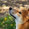 dog breed nose size lifespan