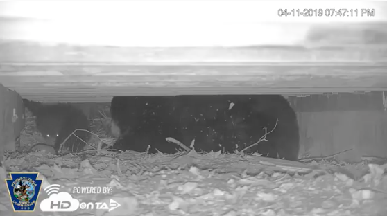 Black Bear Cam Pennsylvania