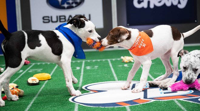 Puppy-Bowl