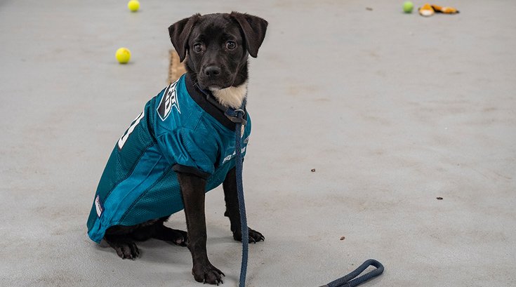 Weekend guide puppy bowl