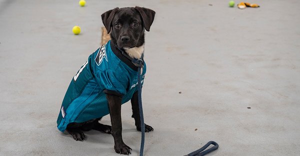 Weekend guide puppy bowl