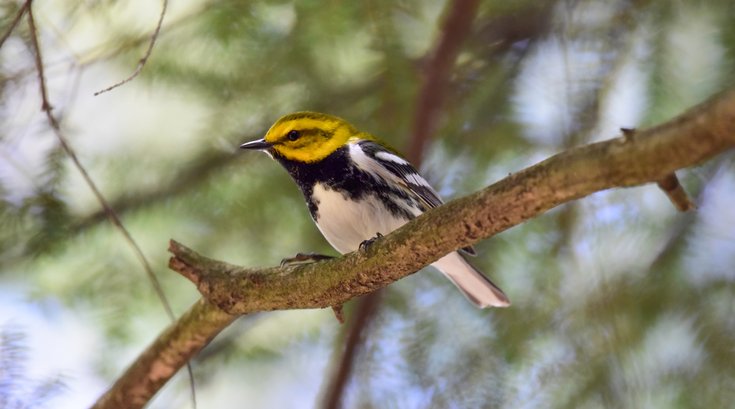 Free Library birding backpack