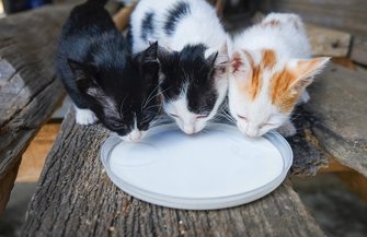 Cats Drinking Milk