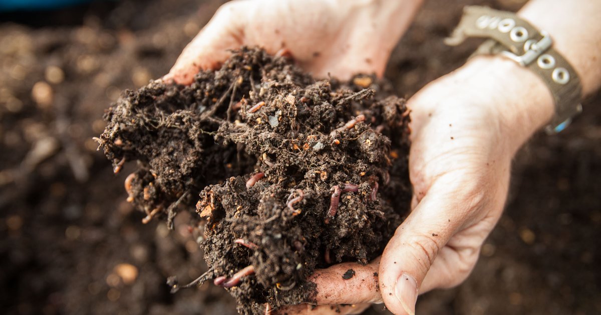 How to compost in Philadelphia: Community network set to expand in 2024 - Vimarsana News