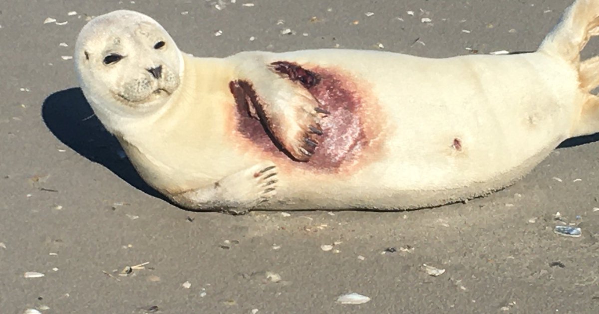 Two injured seals recovering after Jersey Shore beach rescues PhillyVoice