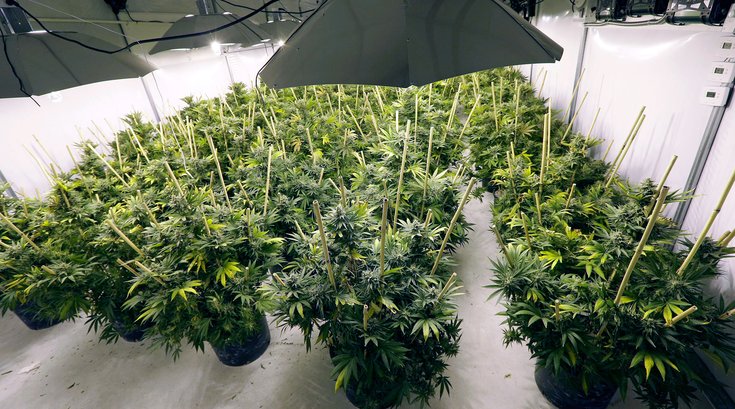 02192015_marijuana_plants_AP.jpg