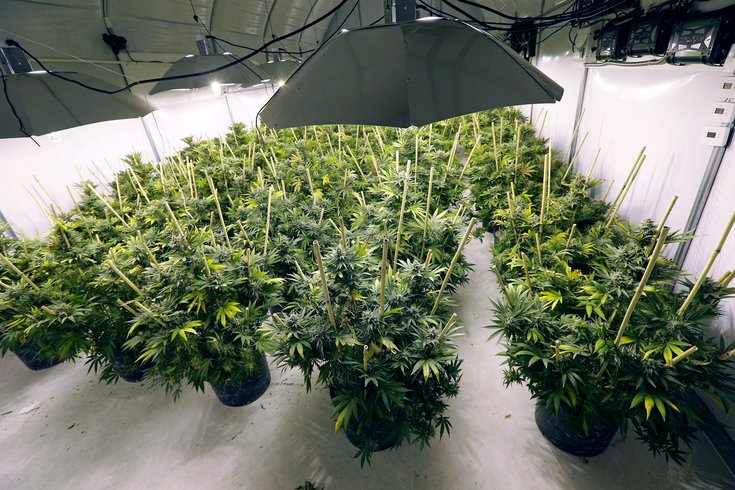 02192015_marijuana_plants_AP.jpg