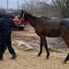 horse fire pspca