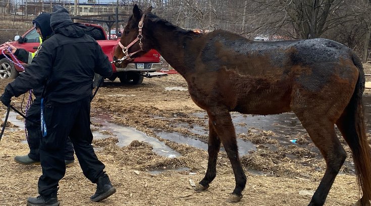 horse fire pspca