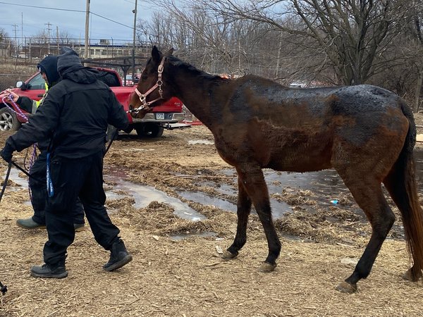 horse fire pspca