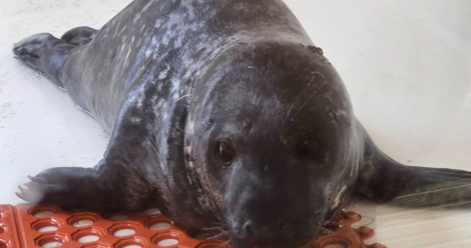 Grey seal pup dies less than two weeks after being rescued from Ocean City street - Vimarsana News