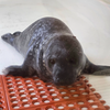 ocean city seal dies