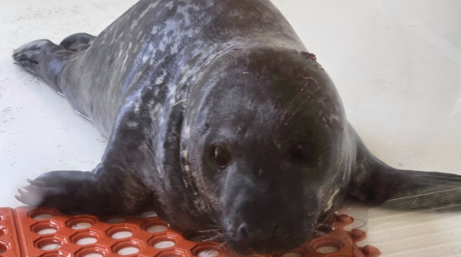 ocean city seal dies