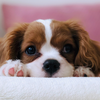 canine influenza dog flu philadelphia veterinarian