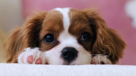canine influenza dog flu philadelphia veterinarian
