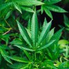 Pennsylvania Marijuana Bill 21