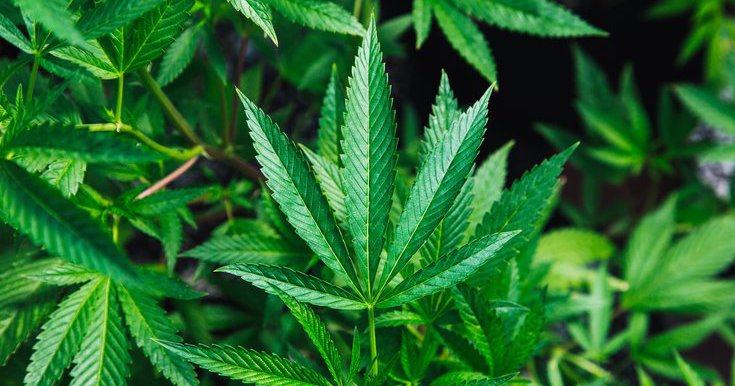 Pennsylvania Legislators Introduce Bipartisan Marijuana Legalization ...