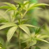 Hemp CBD Health