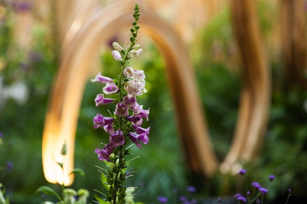 022615_Flowers_Carroll-04.jpg