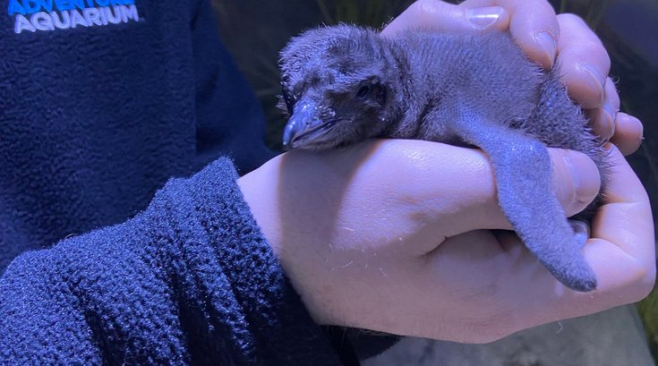 Adventure Aquarium baby penguin