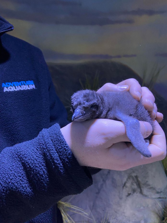 Little Blue Penguin - Adorable Creature at Adelaide Zoo