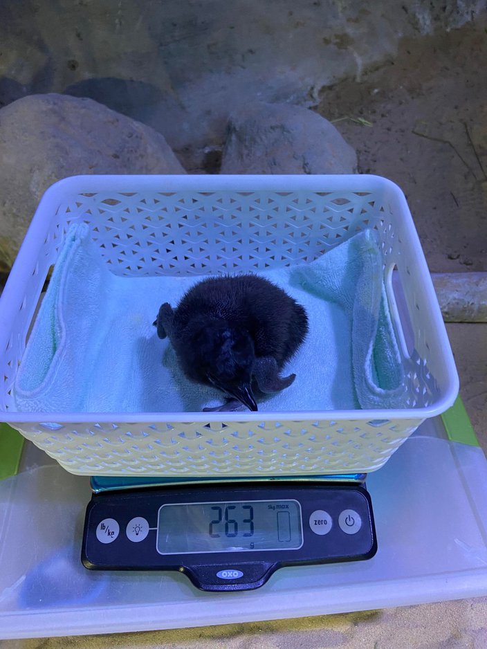little blue penguin weighed on scale