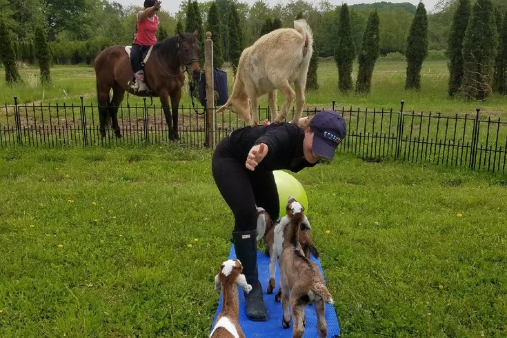 Horse & Goat Yoga