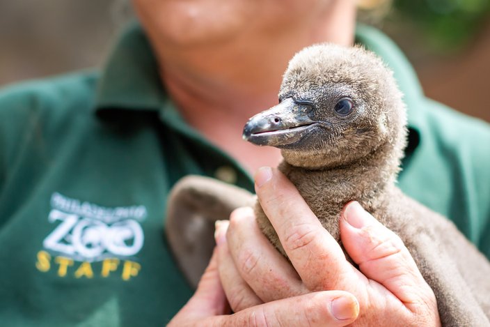 Carroll - Baby Penguins at Philadelphia Zoo