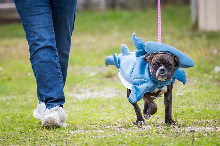 Carroll - PSPCA dogs in costumes