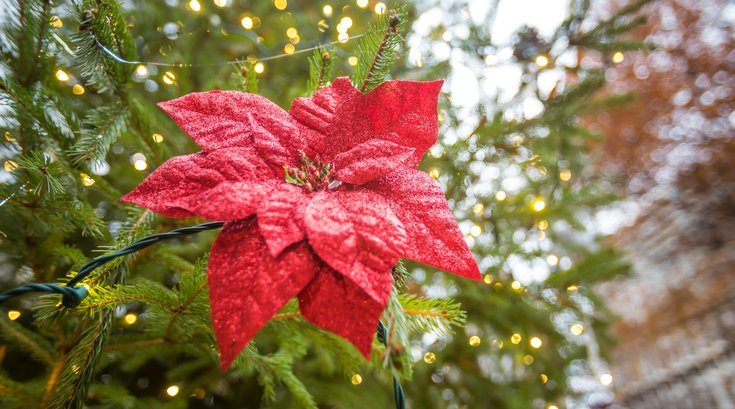 Stock_Carroll - Holiday Decorations in Philadelphia