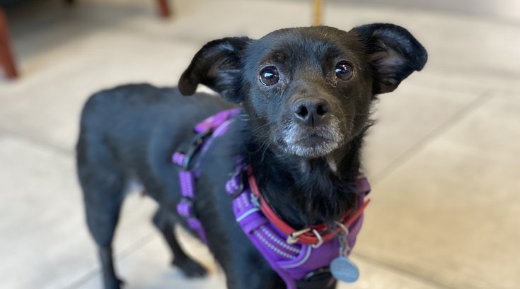 Pet of the Week: Tinsel