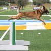 Carroll - Gloucester K9 Competition