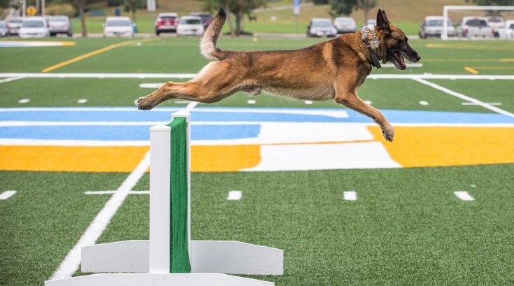 Carroll - Gloucester K9 Competition
