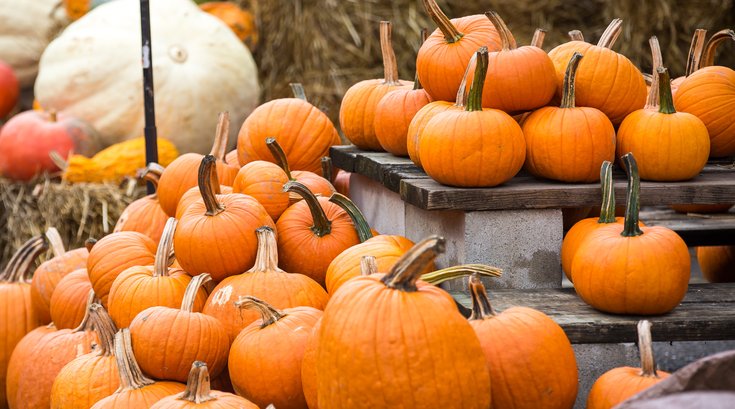 Stock_Carroll - Pumpkins