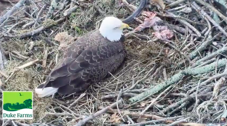Chicks Begin Hatching On New Jersey S Duke Farms Bald Eagle Cam Phillyvoice