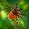New model makes reporting Lyme disease easier