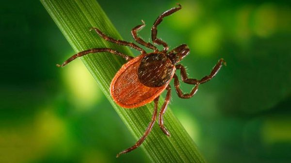 New model makes reporting Lyme disease easier